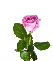Изображение товара Троянда Аква (Aqua) висота 50 см